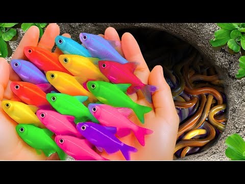 Catch Beautiful Freshwater Aquarium Fish in Flood Fields After Storm, Crayfish, Puffer Fish FULL 1H