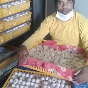 14K views · 190 reactions | 10000 Babys pigeons everyday in pigeon farm See all the processes watch full video ❤️ Like share and subscribe my YouTube channel https://youtube.com/channel/UCCc5Y1VnhmMHHpyiI0CMdLQ Follow my Instagram page Top Pigeon Pakistan https://instagram.com/top_pigeon_pakistan?igshid=1c54d8hjs42xu Follow Tiktok Top Pigeon Pakistan ❤️ https://vm.tiktok.com/ZMefXoEKa/ | Fancy Pigeons Quetta | Facebook