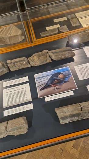 26K views · 408 reactions | All the jaw bones of Ichthyotitan severnensis for #FossilFriday The Ichthyotitan remains, along with several of the Aust bones (including the gigantic “Aust Colossus”), are now on display Bristol Museum & Art Gallery. | Dr Dean Lomax - Palaeontologist | Facebook