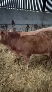 What a first draw from a young man in farming! 💪🏻🔥 📍George Shaw, Louth 🔸2 Lim x 🔸Steers 🔸12m 🔸TB4 Sale 1pm ⏰ | Louth Livestock Market