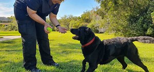 The science of scent- how cadaver dogs detect human remains