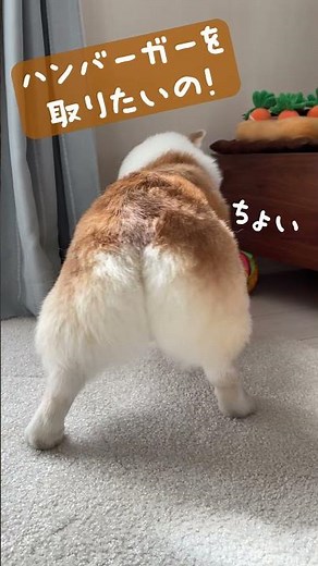 オモチャがなかなか取れないコーギーが可愛い
