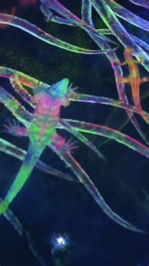 Team Labs Planet - Tokyo. Japan Travel Vlogs #japantravel #teamlabplanets