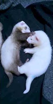 DAY 78/100 Things Ferrets won’t tell you 🦦