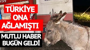 1.1M views · 2.5K reactions | Türkiye o eşeğe ağlamıştı... Mutlu haber bugün geldi | Sözcü Gazetesi | Facebook