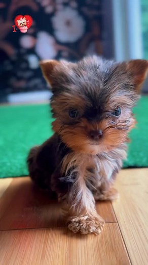13K views · 1.1K reactions | omg cute Yorkie puppy cuteness overloaded ... #yorkie #yorkshireterrier #yorkielove | I Love Yorkshire Terrier | Facebook