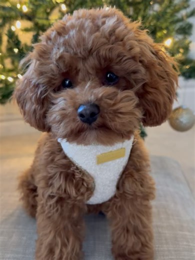 Bella the Cavapoochon 🐾 on Instagram: "December calls for all the sparkles and @cocopupuk got the memo 🫶🏼✨ loving our new gold harness for this season! Happy Monday… it’s the last work Monday of the year! ❤️🎄 #cavapoochon #puppy #puppylove #doglovers #dogsofinstagram #cavapoochonpuppy #cavapoochonpuppyclub #teddybeardog #cavapoochonclub #dogmum #dogmom #cavapoo #doginfluencer #fluffypuppy #fluffypup #tinydog #pupsofinstagram #instapup #ukpuppy #fluffydog #cutepupp