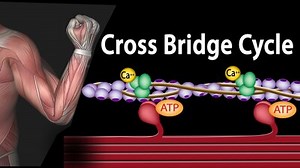 Muscle Contraction - Cross Bridge Cycle, Animation.