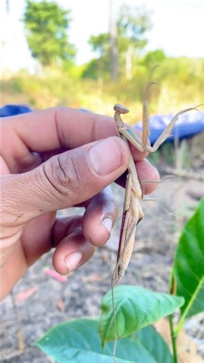 Find insects. It is mantis. #insects #mantis