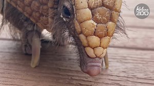53 reactions | Don't you just love watching our parade of animals enjoying the new boardwalk?! Thank you Abilene for your amazing support of Abilene Zoo. | Abilene Zoo | Facebook