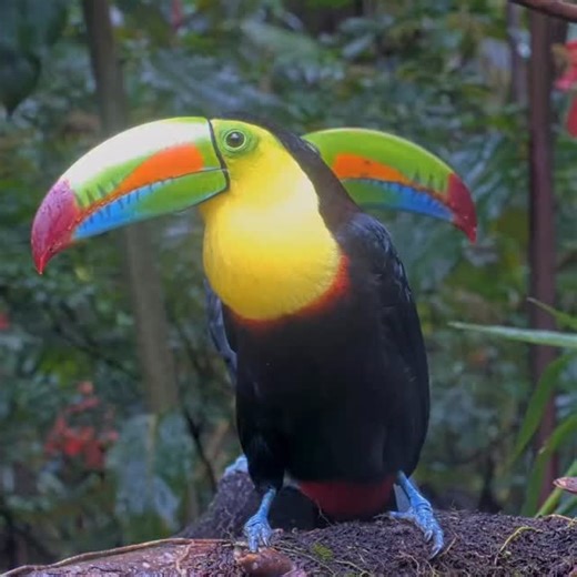 explore.org on Instagram: "Two-cans!"