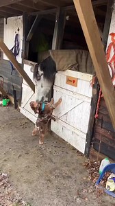 Love 😍 #bulldog | Bulldog LoVe