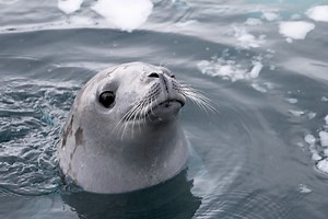 Robbe schleudert Paddler Tintenfisch ins Gesicht