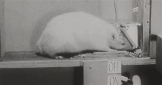 Reporter's Notebook: Are we subjects in a social media experiment?