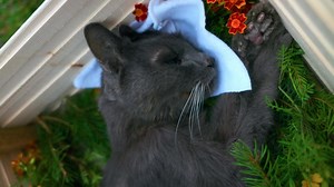 Funeral Of A Dead 18 Year Old Cat Placed In Casket With Flower Beddings - Zoom Out | Premium Stock Video Footage