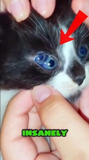 TOP 5 Most Expensive Cats in the World… You Won’t Believe the Price! 💰🐱