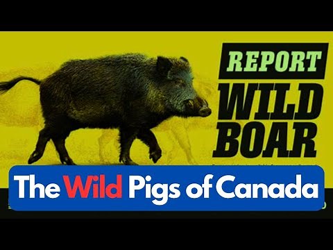 The Wild Pigs of Canada - A Rapidly Expanding Invasive Species with a Big Impact