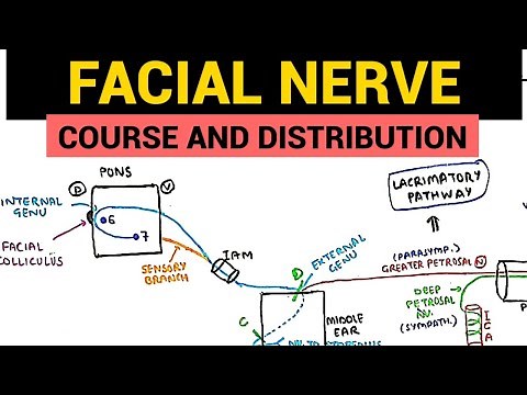 Facial Nerve Anatomy - 1 | Course and Distribution