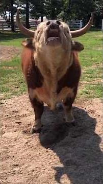 Good Morning Cow Part 2 #funnyvideos #cows #animalcomedy