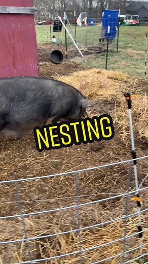 Pig Nesting Behavior: Prepare for Adorable Piglets!