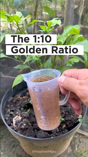 How to apply Liquid Organic Fertilizer THE RIGHT WAY! 🌿✨