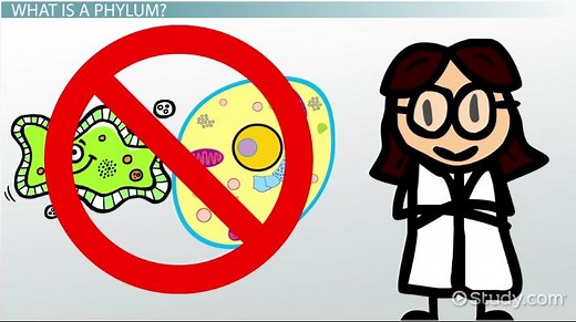 Phylum | Definition, Classification & Examples