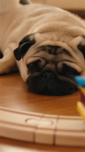 “The kid made a tiny train track, and the pug lay right in the middle of it. The kid pushed the toy train around him, giggling as the pug watched.” 🎬 100% AI-generated video. Original story created for fun and family entertainment. All scenes are fictional. 🚫 No reuploads. #AIvideo #AIfunny #AIanimals #AIfamily #DigitalArt #AIreel #AImagic | Pug Worlds Mafia