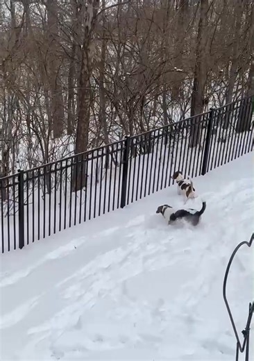 Just received this video from Marilyn and Mike of Lucy, our REESE, and Snoopy, the little Beagle they adopted from a rescue in Texas just before they found Reese to be his sister. These babies are two peas in a pod, meant to be together. Looks like Missouri has mostly snow, whereas we and Oxford received the brunt of the ice. Glad Snoopy and Lucy/Reese can enjoy prancing around in the snow. They for sure do not need this ice! Love to all of you! | Grace Rescue for Southern Paws, Inc.