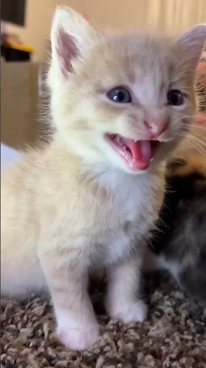 Kitten meows. (Play this to make your cat go crazy)