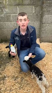 Lamb Feeding With Corey today at 11am we need some help | Kildare Farm Shop & Open Farm