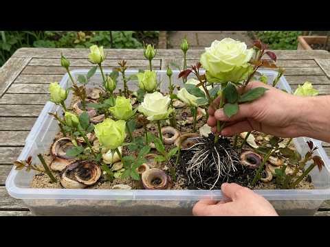 SECRETS To Make Rose Roots Grow Crazy In Just A Few Days! Simple And Fast!