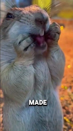 Hilarious Antics‼️Sticking Out the Tongue Like a Tease 🤣 #shorts