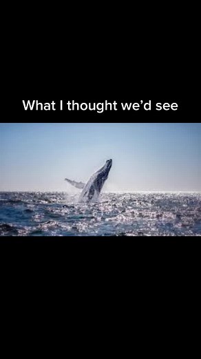 Whale Watching Adventure in Boothbay Harbor Maine