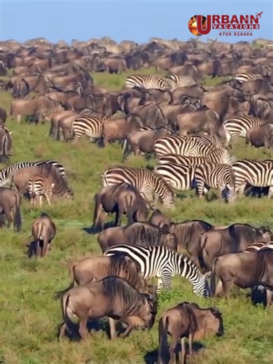This first game drive is about settling in. Learning how to spot movement, listening to your guide explain the landscape, and soaking in the vastness that makes the Serengeti so iconic. No pressure, no chasing, just pure discovery. Day one sets the tone for what’s ahead. A slow, immersive start designed to ease you into safari life and prepare you for the deeper, more dramatic encounters that follow on a thoughtfully curated long safari. CALL/WHATSAPP 254748045045 254700920606 EMAIL: sales@urban