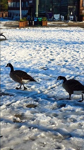Ever seen Canada geese walk cautiously in a perfect line on ice? ❄️🦢🦢 | Wildlife #Shorts #snowgeese