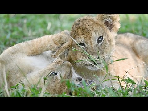 SO CUTE!! Adorable Lion Cubs Play Together (Cute Lion Cubs Playing)