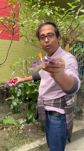 Learn how to pollinate tropical Hibiscus plant very easily. You too can do it by watching the video.