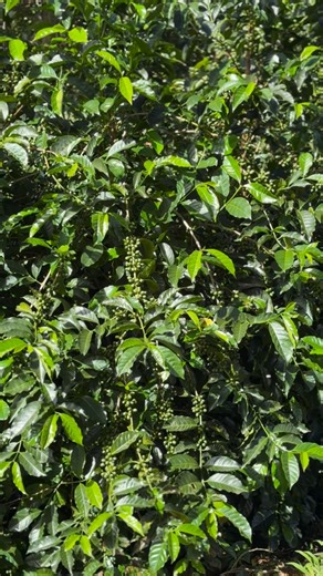 🌿 ¿Sabías que…? No todos los Geshas del mundo desarrollan las famosas notas “estilo Panamá” —jazmín, bergamota, té blanco— incluso cuando la genética es auténtica. 🔬 La clave real es esta: El aroma floral del mejor Gesha del mundo proviene de la proporción exacta entre tres tipos de compuestos: Linalool (floral genérico) Óxidos de linalool (jazmín, flor blanca, bergamota) Geraniol (rosa, dulce) Y esto está medido científicamente (GC-MS, estudios de Chambers 2016; Jooyeoun Jung 2021). 🧬 ¿Por q