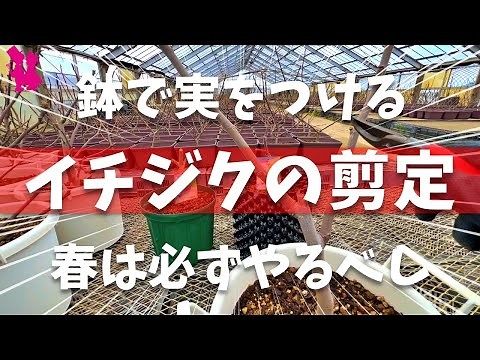 【必須】イチジクの強剪定を園芸農家が実演解説(自然形・一文字仕立て)