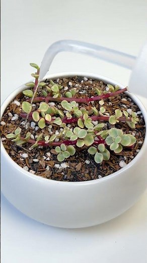 How to Propagate Succulents 🪴