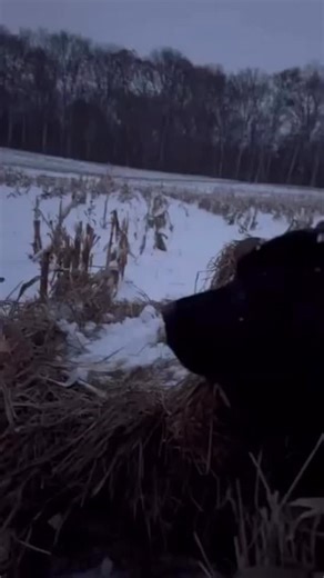 Happy Friday! Time to get real. We train dogs for the terrain they actually hunt. In North America, ducks migrate in winter — meaning cold, ice, flooded timber, mud, reeds, low light, uneven ground. If they’ll face it in the field, we prepare them for it. It’s about safety and teaching good decisions. This is a truth to be accepted, not a fact to be proven: We hunt with dogs in the terrain where the birds are — it’s that simple. These dogs have been bred for this work for over 250 years. That’s 