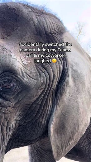 Should I file with HR? #elephant #africanelephant #topekazoo | elephant