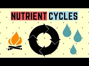 Nutrient Cycles Video Lecture | Biology for GCSE/IGCSE - Year 11