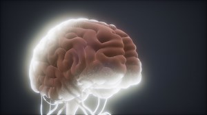 animated model of human brain