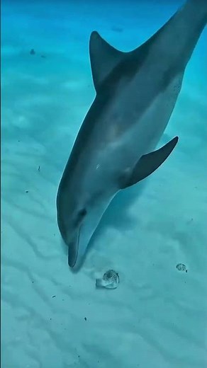 How Puffer Fish Defend Against Predators: Incredible Defense Skills in Action #survival #oceanlife