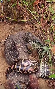 6.7K views · 87 reactions | The Komodo Dragon is cutting the python into pieces | God Love | Facebook