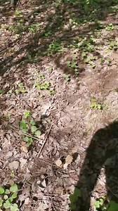 6K views · 72 reactions | Libidine. | Cavatori Seriali | Facebook