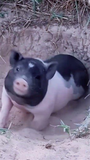 Chú heo chơi đùa siêu dễ thương 🐷💕 | Cute Pig Playing Around 🐷💕