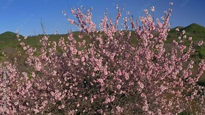 Sakura buds opened into beautiful flowers at the foot of Mount Fuji Cherry tree Delicate buds and petals of beautiful pink flowers on the background of the Volcano Drone shot 4K