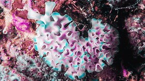 This Sea Slug Becomes Solar-Powered When It Eats Algae